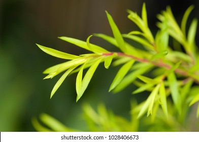 Often Used To Extract Essential Oils Of Australian Tea Tree Leaves.