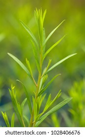 Often Used To Extract Essential Oils Of Australian Tea Tree Leaves.