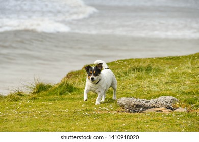 can you take dogs to ogmore beach