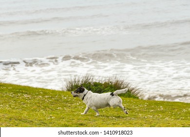 can you take dogs to ogmore beach