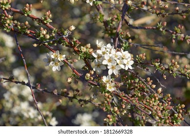 Ogon Spirea (Spiraea Thunbergii Ogon)