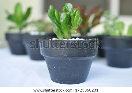 Ogre ears. Green fat leaves. water inside leaves. Cute Succulent Cactus Houseplant placed on top of Table. Isolated plant. Indoor Garden