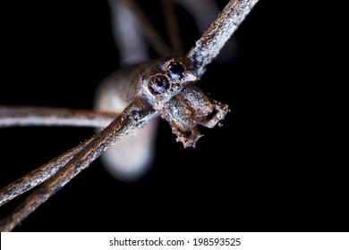 Ogre Face Spider