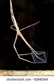 Ogre Faced Spider (Deinopus Sp.) With Web