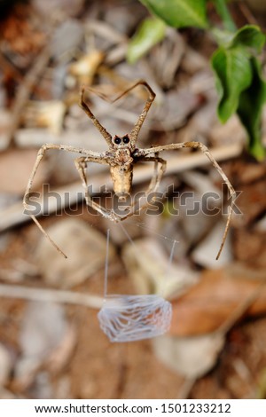 Ogre-faced spider or net casting spider of genus Deinopis. Spinning its web that is later used to capture passing insect. Photo taken in Ndumo Game Reserve, South Africa.