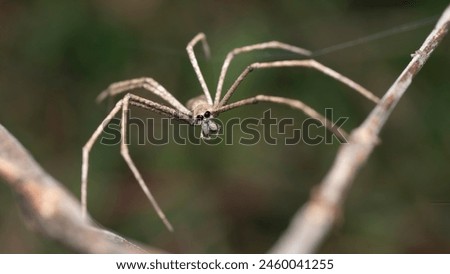 Ogre-faced spider,genus Deinopsis, net casting spiders. nature background macro closeup shot.