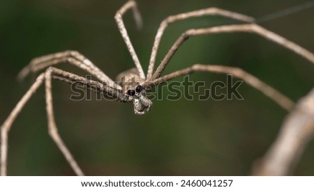 Ogre-faced spider,genus Deinopsis, net casting spiders. nature background macro closeup shot.