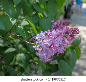 Ogunquit Flower On Perkins Cove