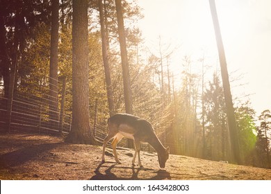 Oh Deer, A Silent Moment In The Nature