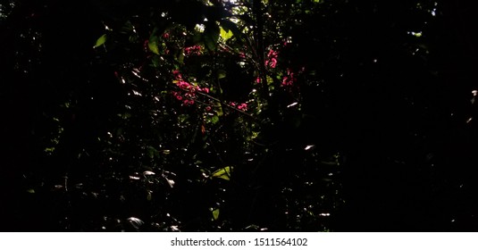 Hawaii mountain apple tree Images, Stock Photos & Vectors 