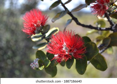 Lehua の画像 写真素材 ベクター画像 Shutterstock