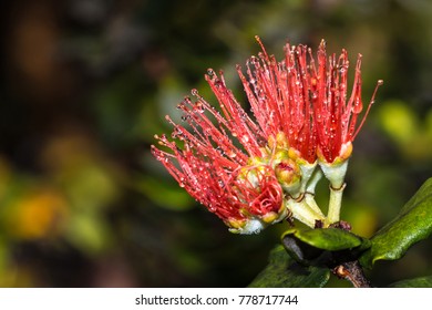 Ohia Lehua Flower Stock Photo 778717744 | Shutterstock