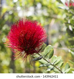 Lehua の画像 写真素材 ベクター画像 Shutterstock