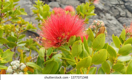 Lehua の画像 写真素材 ベクター画像 Shutterstock