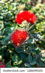 Lehua の画像 写真素材 ベクター画像 Shutterstock