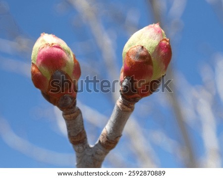 Ohio buckeye tree flower buds in spring, Colorado