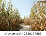 Ohio fall season corn maze path through crop field.