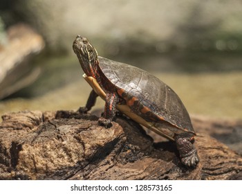 Ohio Wood Turtle On A Log.