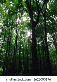 Ohiopyle State Park In Pa