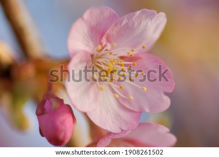 'Oh-kanzakura' Prunus ×kanzakura Close Up