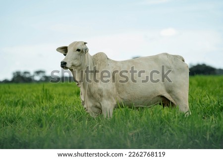 Ohotography of Nellore cattle in the pasture, Brazil
