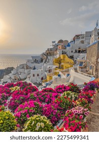 Oia village in Santorini, Greece. Picturesque view of traditional cycladic Santorini houses with large flowers garden in foreground with a sunset - Shutterstock ID 2275499341