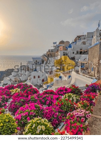 Oia village in Santorini, Greece. Picturesque view of traditional cycladic Santorini houses with large flowers garden in foreground with a sunset Imagine de stoc © 
