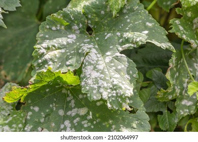 Oidium and Powdery mildew of grape. Selective focus. Topic - diseases and pests of fruit trees and grapes, control of plant diseases. Fungal disease of grapes. Uncinula necator. Erysiphe necator . - Shutterstock ID 2102064997