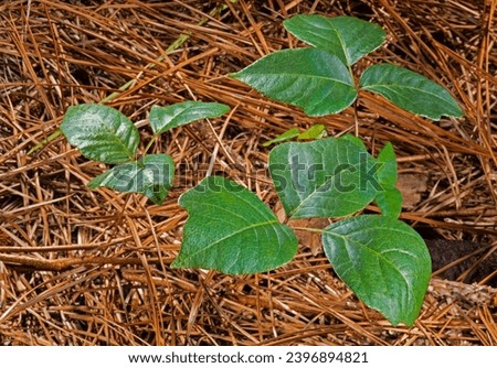 Oil on a poison ivy plant's leaves glistening on a woodland's floor that is covered in pine needles.