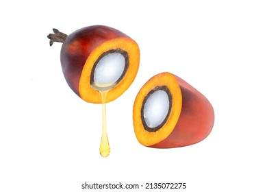 Oil palm fruit with palm oil dripping isolated on white background. 