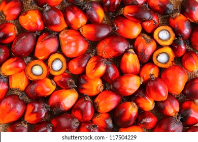 Oil Palm Fruits