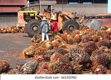 Oil Palm Fruits To Be Processed At Palm Oil Mill