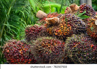 Oil Palm Fruits Of Factory