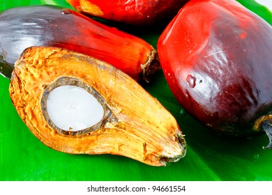 oil palm fruits on green leaf