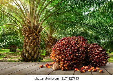 Oil Palm fruits with palm plantation background. - Shutterstock ID 2174127753