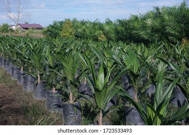 Scientific Name Ficus Maclellandii Common Names Stock Photo (Edit Now ...