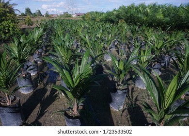 Oil Palm Nurseries Oil Palm Seeds Stock Photo 1723533502 | Shutterstock