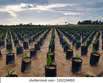 Oil Palm Nursery Stock Photo 1352234003 | Shutterstock