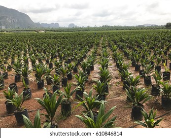 Oil palm palm nursery, seedling