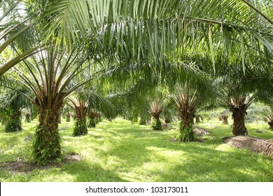 Oil Palm Plantation