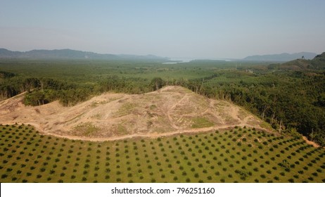 Oil Palm Plantation Deforestation Rainforest Aerial Stock Photo ...