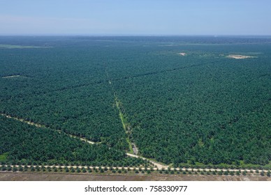 Oil Palm Plantation In Malaysia. Malaysia Palm Oil Industry Produces About 90 Million Tones Of Lignocellulosic Biomass.