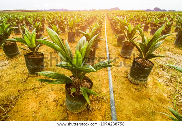 Oil Palm Plantation Oil Palm Seeding Stock Photo 1094238758 | Shutterstock