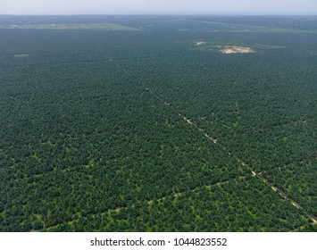 Oil Palm Plantation At Sunny Day In Malaysia. Malaysia Palm Oil Industry Produces About 90 Million Tones Of Lignocellulosic Biomass.