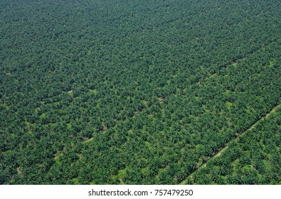 Oil Palm Plantation At Sunny Day In Malaysia. Malaysia Palm Oil Industry Produces About 90 Million Tones Of Lignocellulosic Biomass.