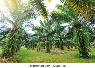 Oil Palm Plantation In Thailand