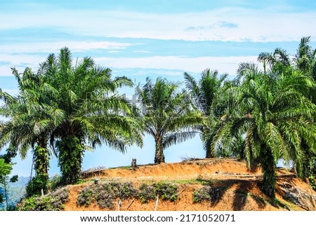 Oil palm plantations (Elaeis guineensis) belong to the order Arecales, family Arecaceae. Oil palm can grow well in the tropics. This plant is used in commercial agriculture to produce palm oil.