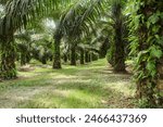 Oil palm plantations, neatly arranged oil palm trees, grow abundantly and become a large commodity in Indonesia