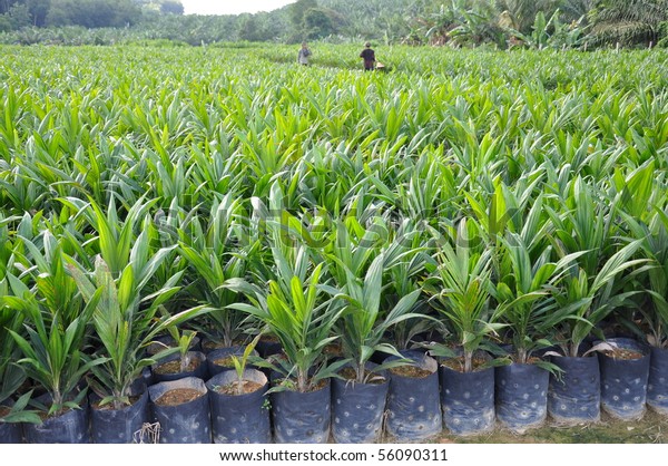 Oil Palm Sapling Stock Photo 56090311 | Shutterstock