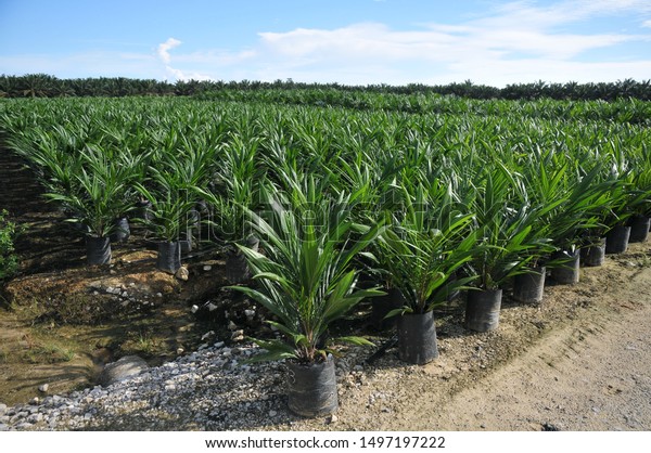 Oil Palm Sapling Bluesky Background Stock Photo 1497197222 | Shutterstock